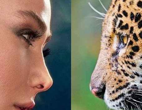 عکس پلنگ های اینستاگرام