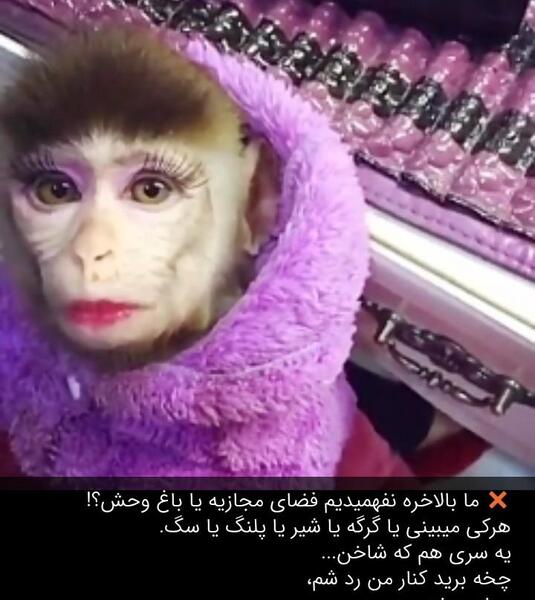 عکس پلنگ های اینستاگرام