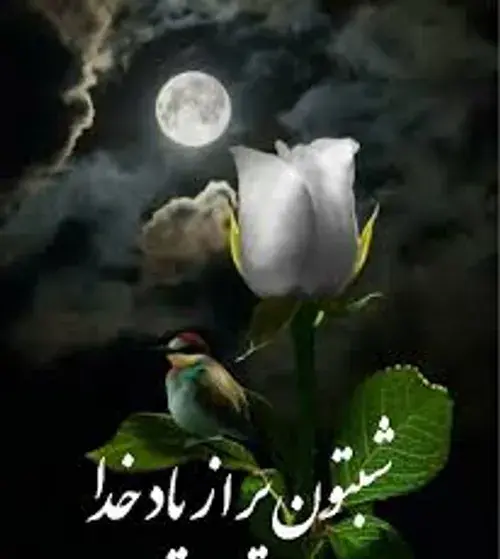 عکس شبتون مهدوی