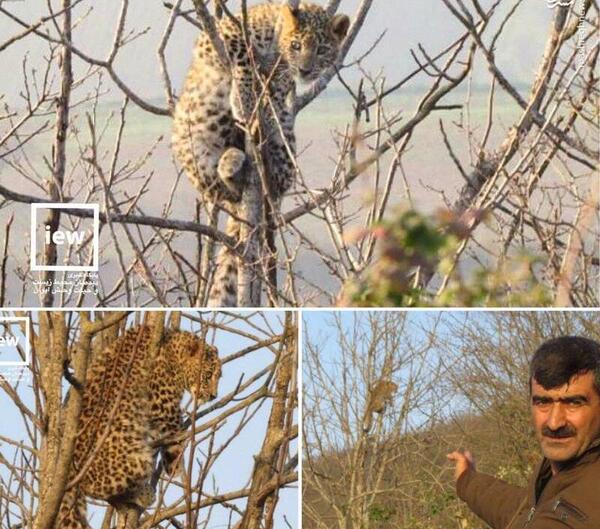عکس پلنگ گرگان