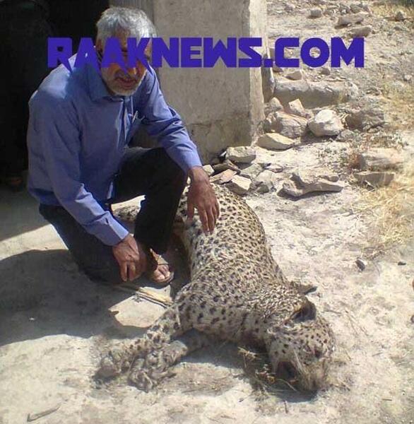 عکس پلنگ های مجازی