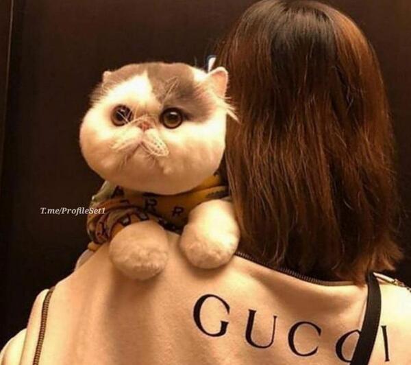 عکس گربه برای پروفایل دخترانه
