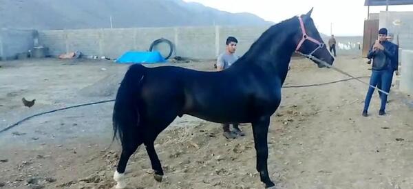 عکس اسب رخش