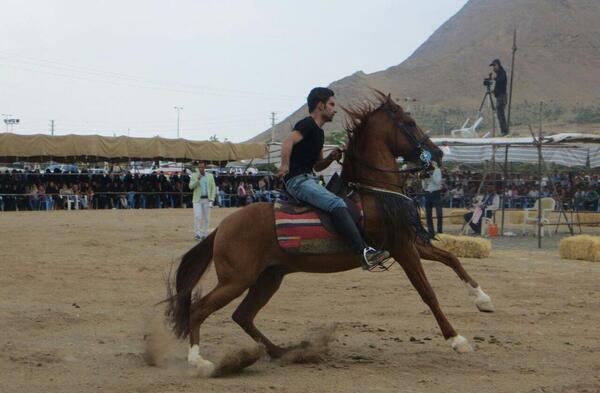 عکس اسب رخش