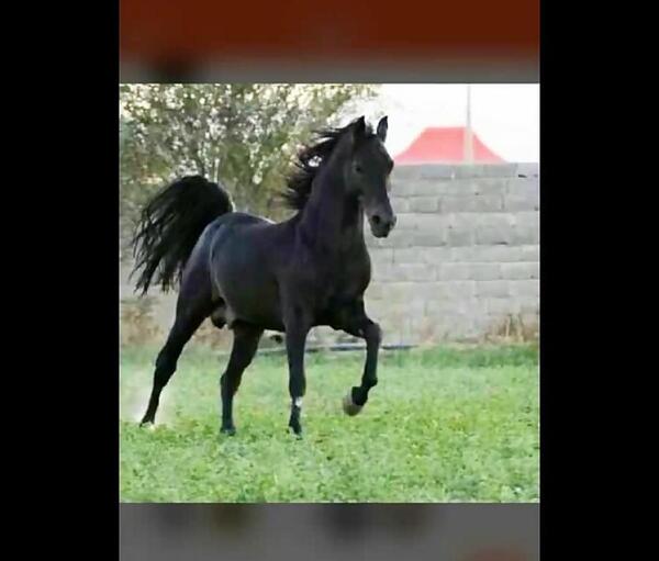 عکس اسب رخش