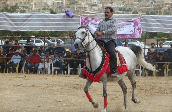 عکس اسب رخش