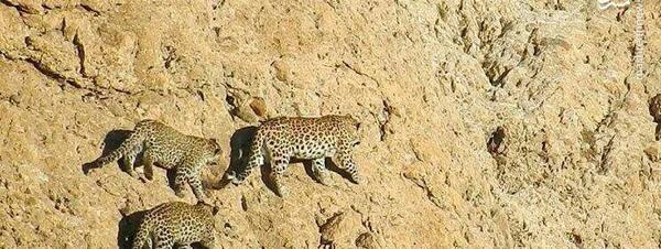 عکس پلنگ همراه با متن