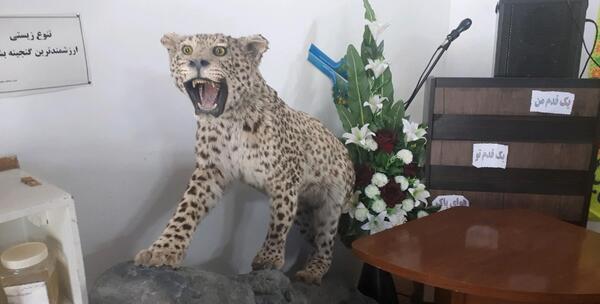عکس پلنگ فریمان