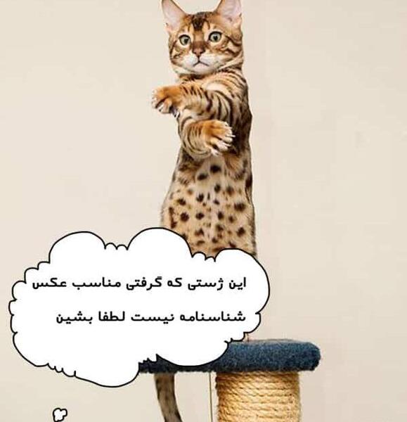 عکس شناسنامه همستر