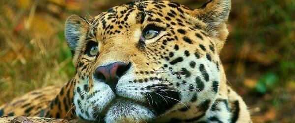 عکس پلنگ خسته