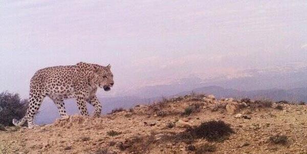 عکس پلنگ مهربون