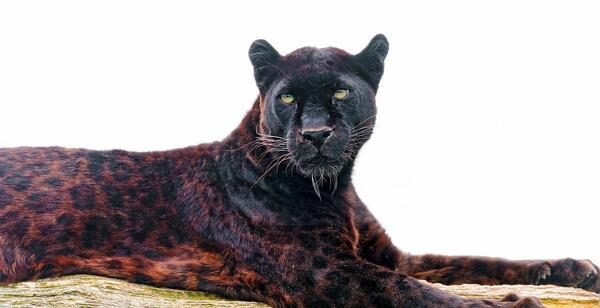عکس حیوان پلنگ سیاه