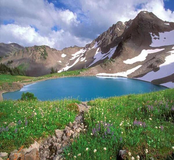 عکس گل در طبیعت واقعی