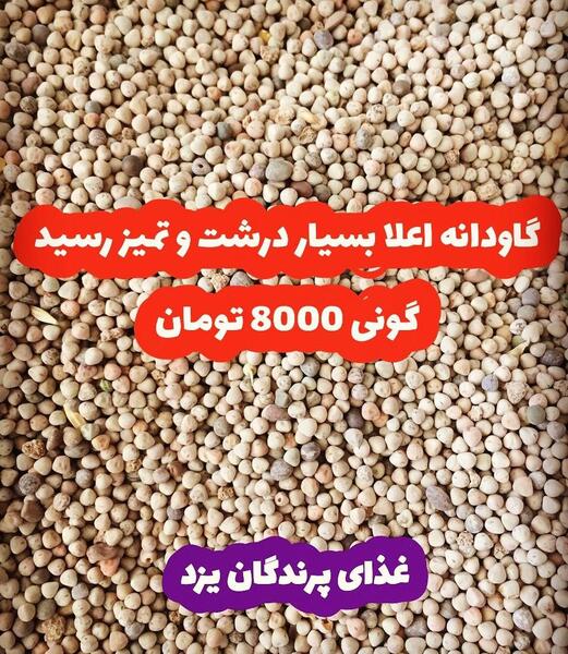 عکس گاودانه