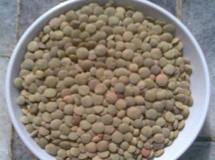 عکس گاودانه