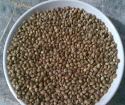 عکس گاودانه