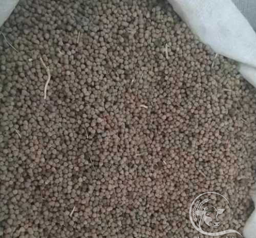 عکس گاودانه