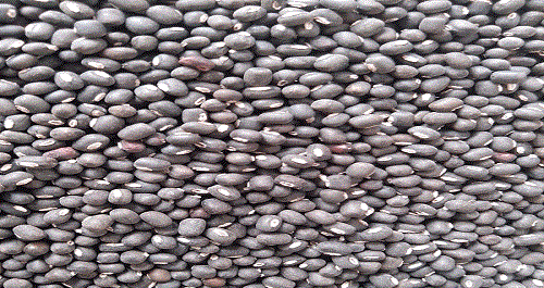 عکس گاودانه