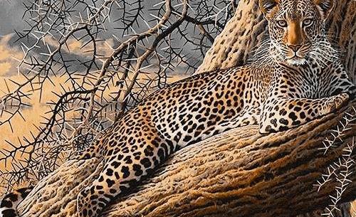 عکس پلنگ روی درخت