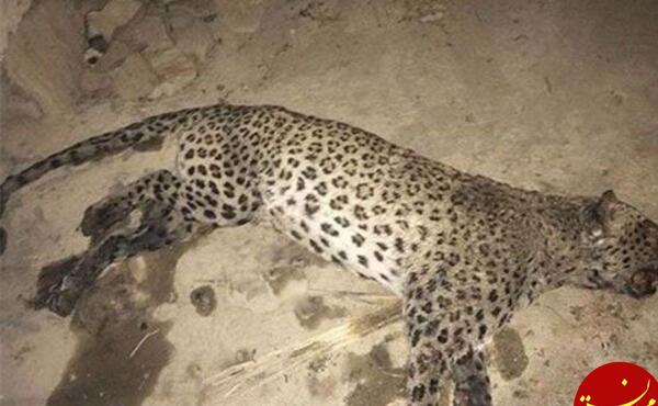 عکس پلنگ خیابانی
