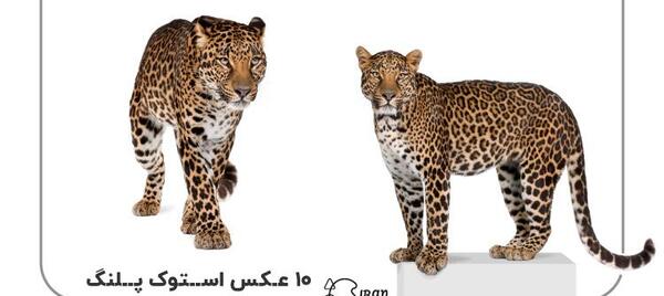 عکس پلنگ خیابانی
