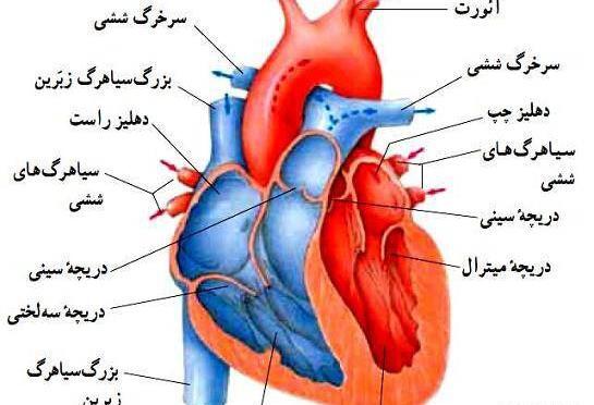 عکس قلب انسان تصاویر