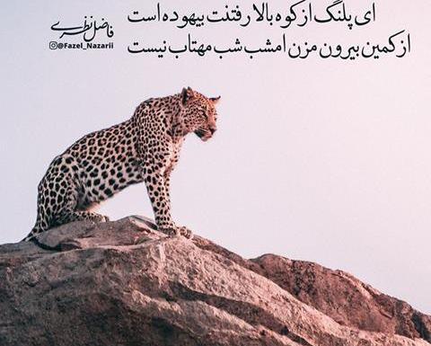 عکس پلنگ نوشته دار