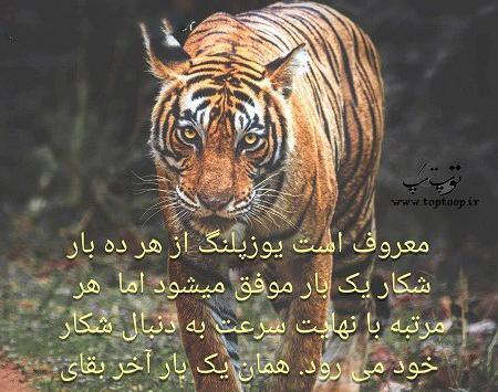 عکس پلنگ نوشته دار