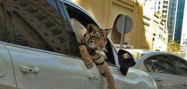 عکس پلنگ حسین