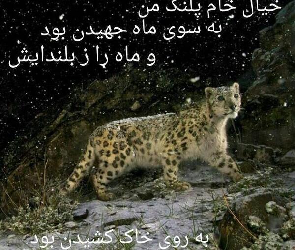 عکس پلنگ حسین