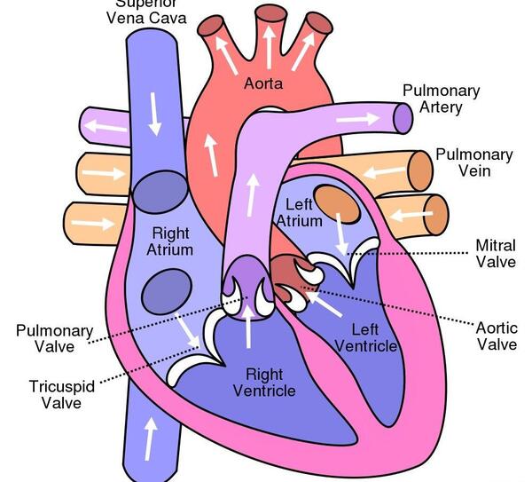 عکس ساده ی قلب انسان