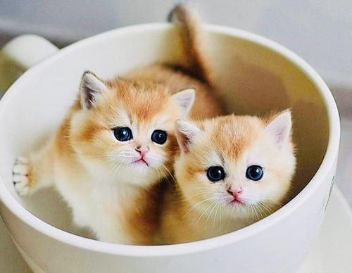 عکس گربه فنجانی برای پروفایل