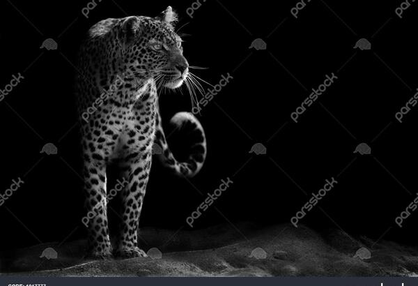 عکس پلنگ سیاه و سفید