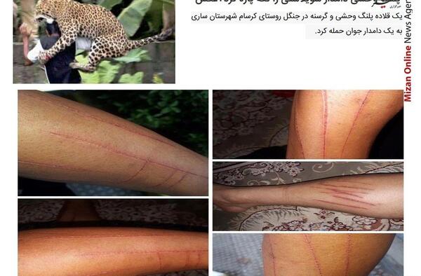 عکس پلنگ در جنگل