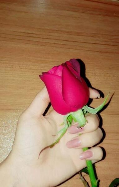 عکس باحال گل برای پروفایل