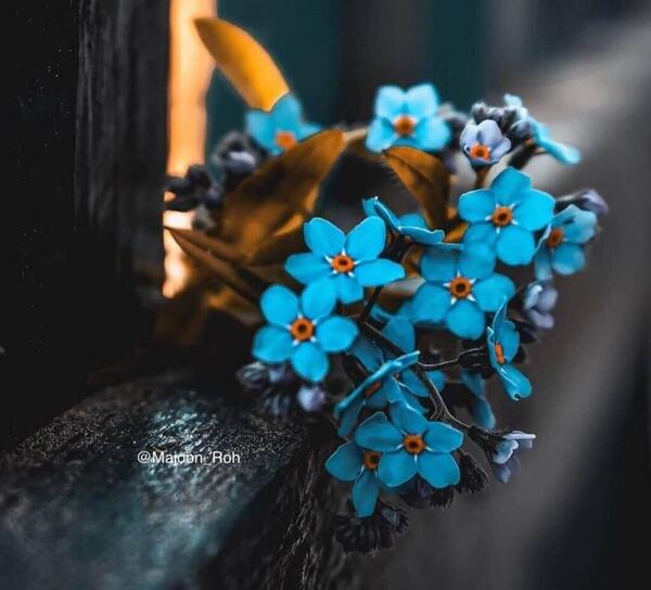 عکس باحال گل برای پروفایل