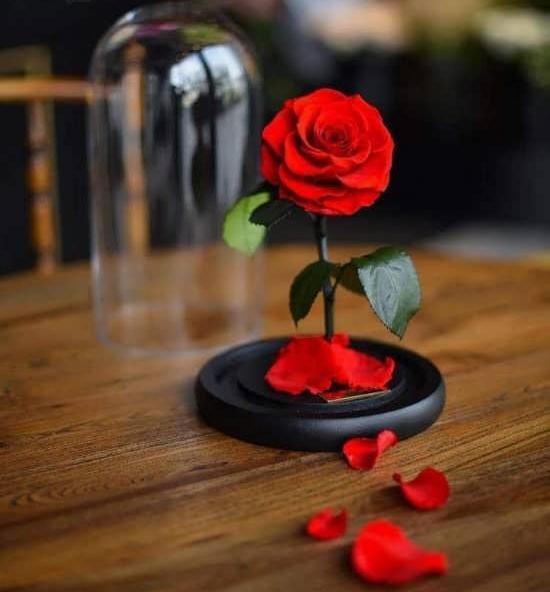 عکس باحال گل برای پروفایل