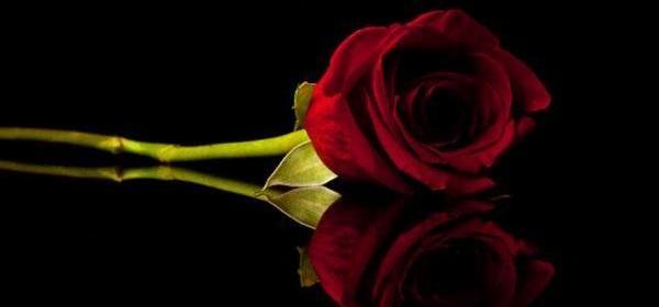 عکس باحال گل برای پروفایل