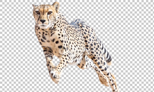 عکس پلنگ در حال دویدن