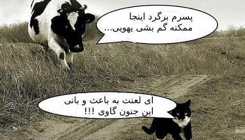 عکسهای طنز گاو