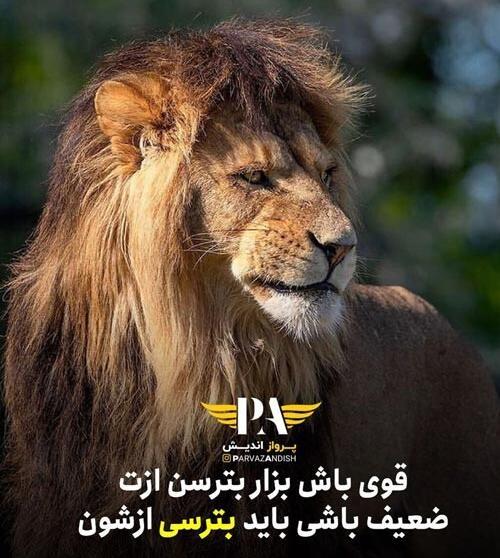 عکس نوشته انگیزشی شیر