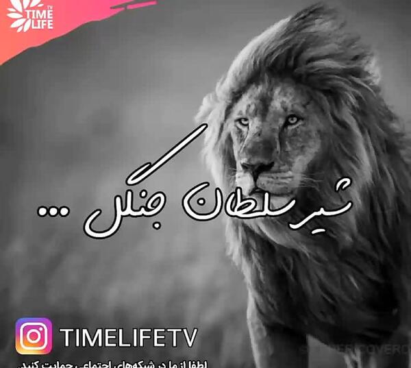 عکس نوشته انگیزشی شیر