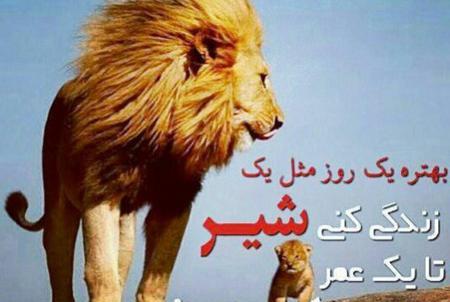 عکس نوشته انگیزشی شیر