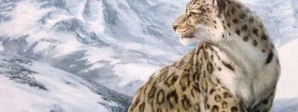 عکس پلنگ برفی ایرانی