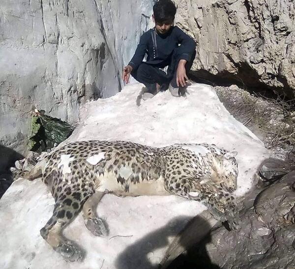عکس پلنگ برفی ایرانی