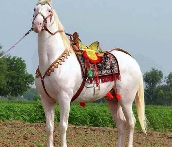 عکس اسب زین شده