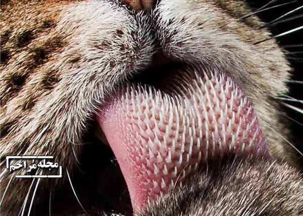 عکس پلنگ شاه