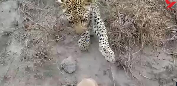 عکس پلنگ وحشتناک