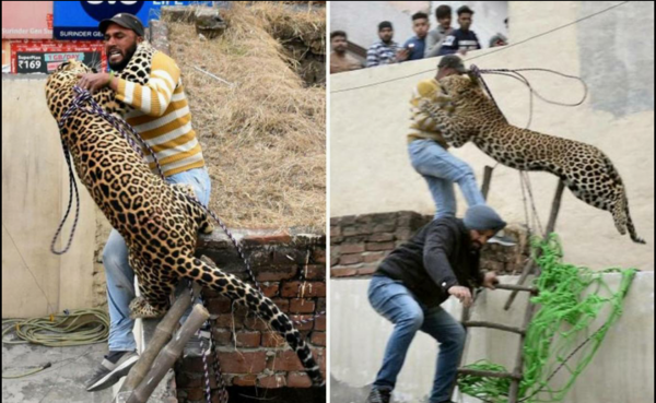 عکس پلنگ وحشتناک