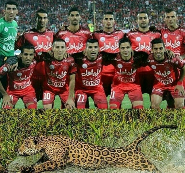 عکس پلنگ پرسپولیس